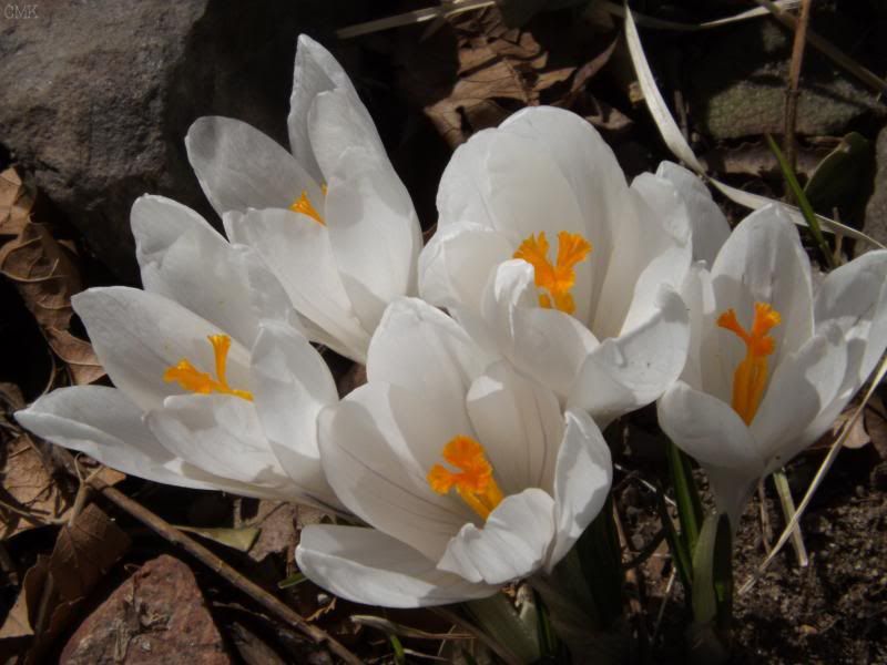  photo witecrocus_zps73717b08.jpg